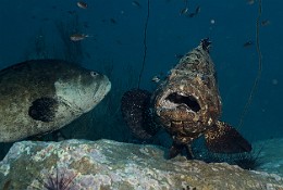 Thailand 2015 - Ko Tao - Merou Marron - Epinephelus fuscoguttatus _IMG_3600_rc